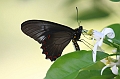 Resize of _MG_2793